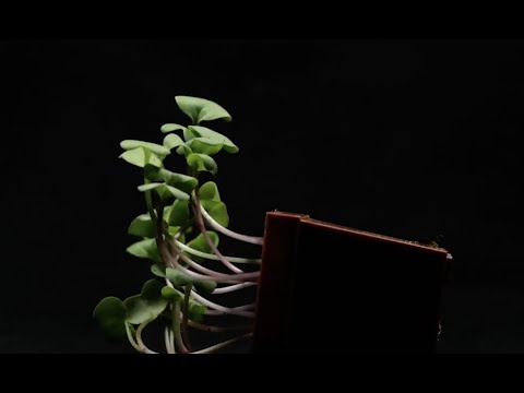 Video: Was ist Pflanzentropismus Klasse 10?