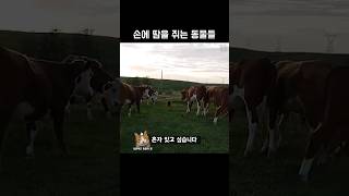 손에 땀을 쥐는 동물들