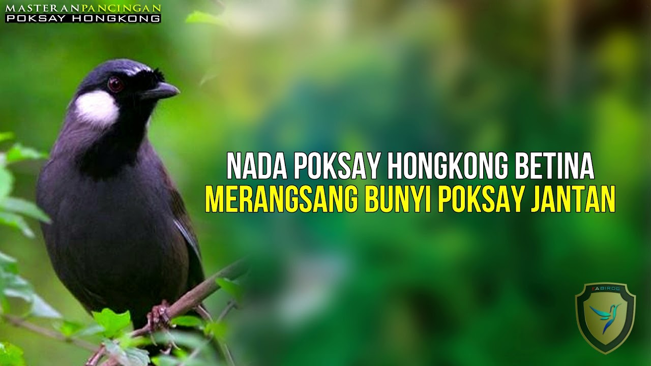 LAGU POKSAY HONGKONG BETINA BIKIN POKSAY HONGKONG JANTAN NYAUT