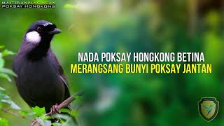 LAGU POKSAY HONGKONG BETINA BIKIN POKSAY HONGKONG JANTAN NYAUT TERPANCING BUNYI!