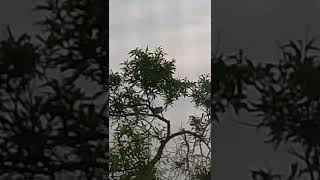 صوت عصفور ريفي في الربيع               سمعها