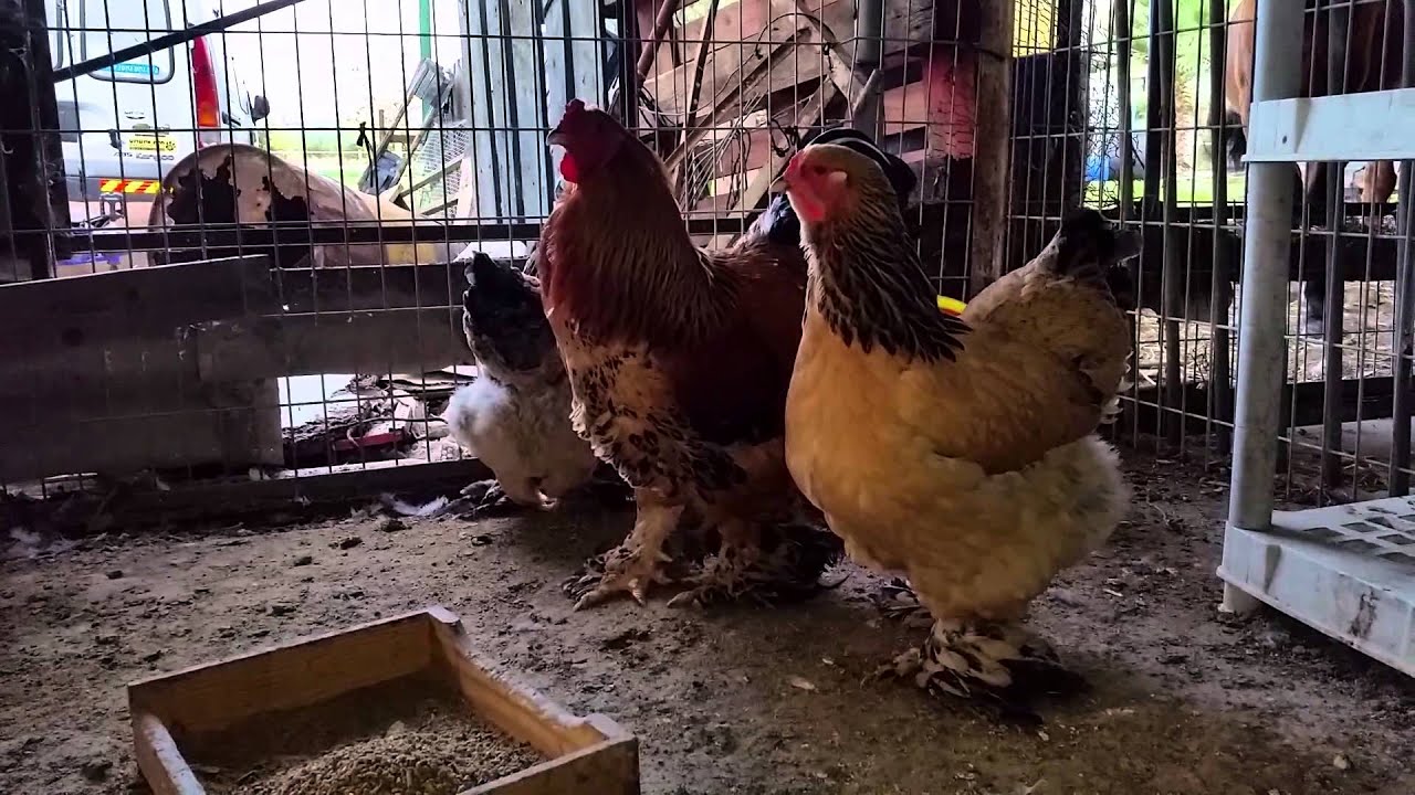camera iphone 8 plus apk BUFF BRAHMAS ON MARTA'S FARM