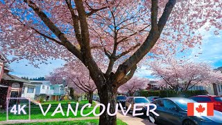 [4K]  Rain of Cherry Blossom at Burnaby in Metro Vancouver, Canada | Oxford and Cambridge Street