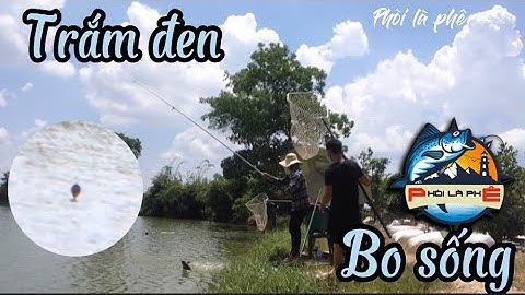 Câu lục I cận cảnh trắm đen đè phao quá phê I Black carp fishing in Vietnam is huge, runs too well .