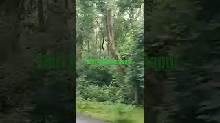 ## Love Tikri jungle Mankapur