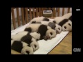 Pandas cachorros celebran 100 días de vida