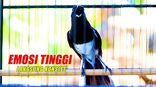 KACER NGAMOK EMOSI TINGGI NEMBAK NEMBAK, BIKIN NKACER LAIN LANGSUNG KONSLET