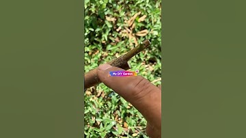 Cách ghép cây ổi #ghepcay