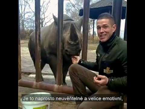 Video: Pět Nosorožců Propuštěných Ze Zoo žilo Zdarma Ve Rwandě