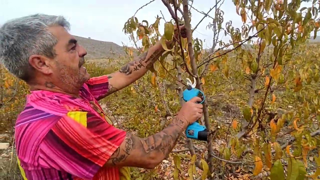 Poda de melocotón extra temprano en cultivo intensivo, marco de plantación 2'5m X 5m