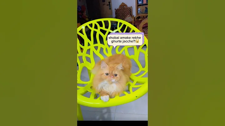 Video 11765541: cat pets cute love, cat funny pets love, cat best pets