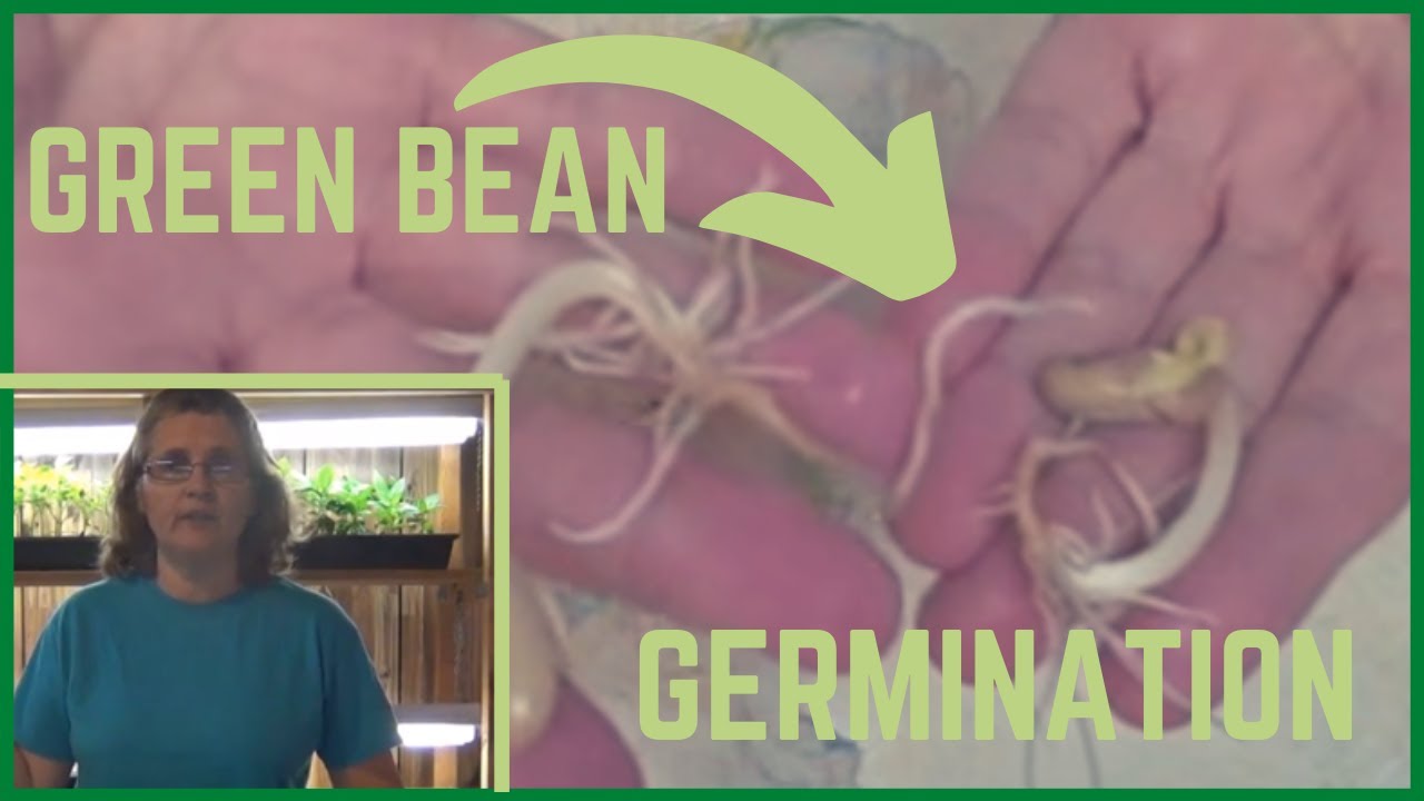 Green Bean Seed Paper Towel Germination Test YouTube