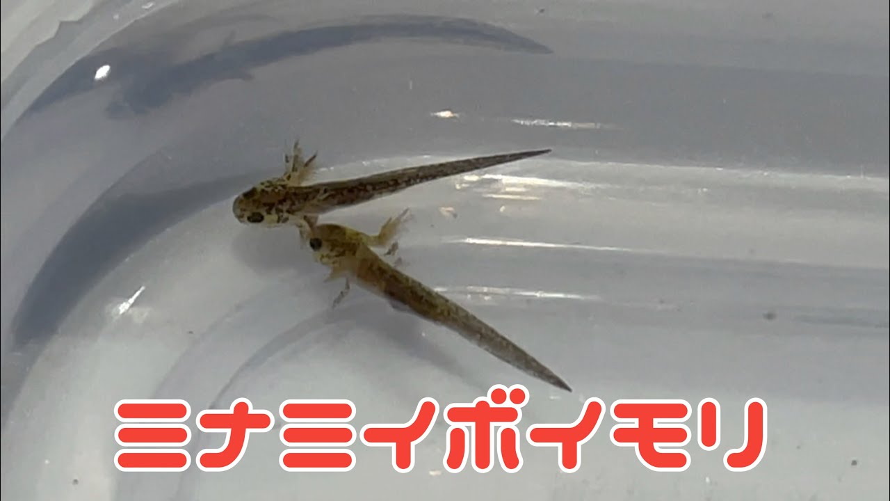ミナミイボイモリ 幼生 maxresdefault.jpg