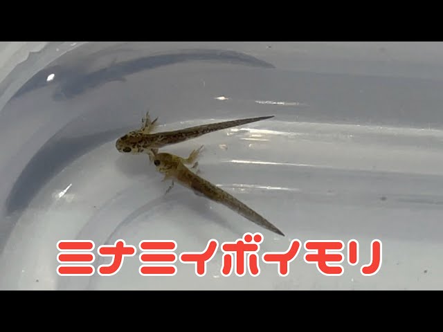 ミナミイボイモリ 幼生 sddefault.jpg