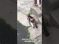 HACHIチャンネル 1014 #ニャオニャオニャー #ザ・クロマニヨンズ #shorts #地域猫 #ミケちゃん #地域猫活動 #甲本ヒロト #ゴールデンウイーク