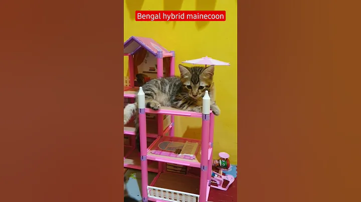 Watch the video about Bengal hybrid mainecoon