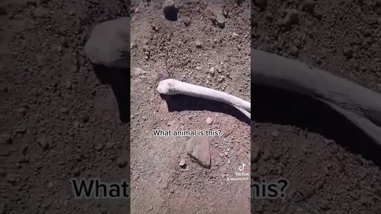 The Black Hillbilly Show Fyp Unsolvedmysteries