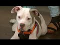 9-week-old puppy among dogs available through Massachusetts shelter