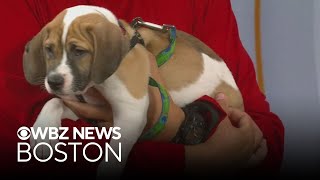 9-week-old puppy among dogs available through Massachusetts shelter