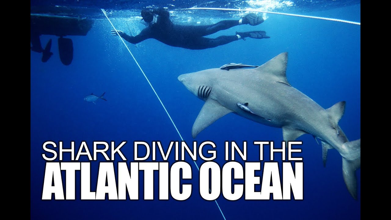 SHARK DIVING IN FLORIDA YouTube