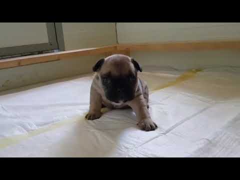 camera iphone 8 plus apk TomKingsKennel Gwen