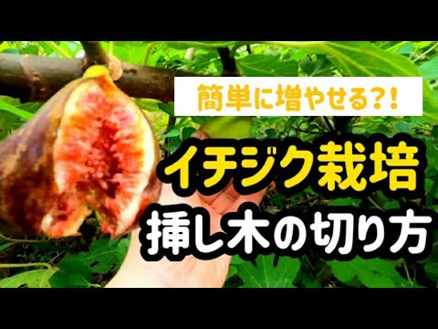簡単 イチジク栽培の挿し木の切り方 Youtube