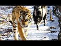 Los tigres de Amur, la gran atracción del parque Primorskiy de Vladivostok, símbolo del año del tigr