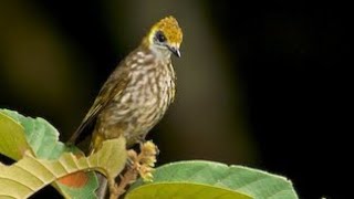 cucak mutiara, awas jangan tertipu sama burung yang mirip seharga puluhan juta