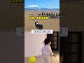 边牧:怕妈我这是开心死了 #狗狗 #边牧 #羊 #牧羊