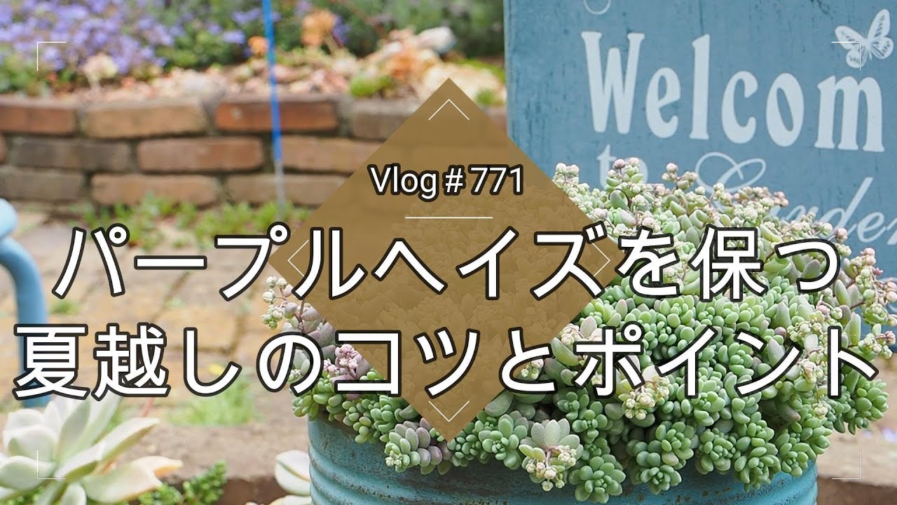 【Vlog771】【多肉植物】セダムパープルヘイズを保つ夏越しのコツとポイント【ダシフィルムリファレンス】
