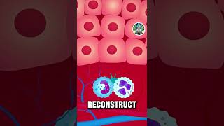 How the Human Body Heals Itself After an Injury 😮 Amazing Recovery Process!