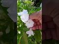 Garden flowers 🌸🌹🌺#rooftopgarden#gardening #ytshorts