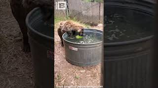 Bobbing for Watermelons Hyena Goes All Out at Oakland Zoo