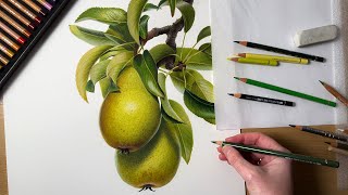 Drawing a Pear Branch In Colored Pencil | Botanical Drawing