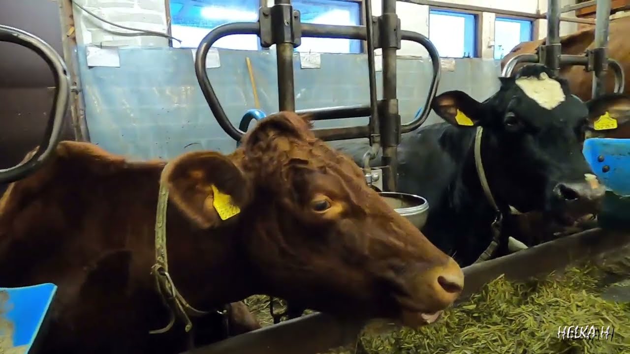 Lehmien, hiehojen ja vasikoiden esittely