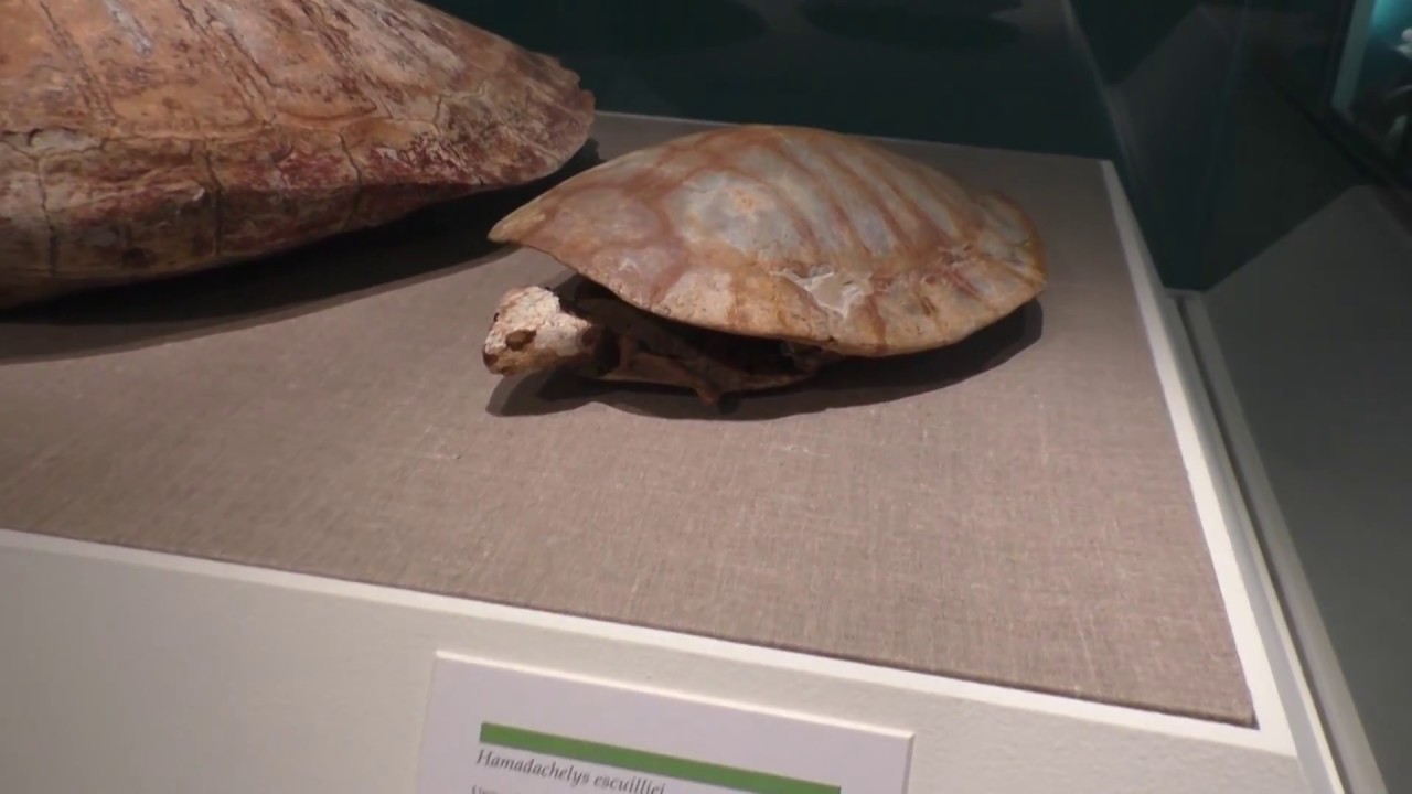 Turtles in Time: From Fossils to the Present