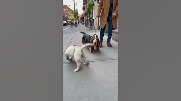 Greyhound Turns Into a Toll Booth Over a Tiny Pom 🤣🐕 #funnydog  #viral  #shorts
