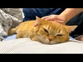パパとママに撫でられたときの愛猫の反応の違いが…泣