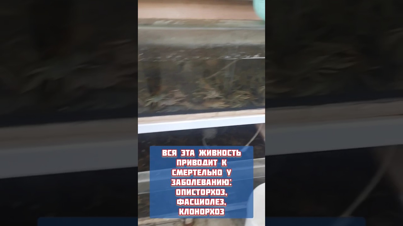 Причина смертельного заболевания описторхоз клонорхоз фасциолез печеночные паразиты и их побочки