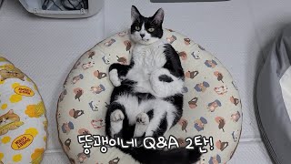 똥괭이네 Q&A 2탄! 지금부터 시작합니다!