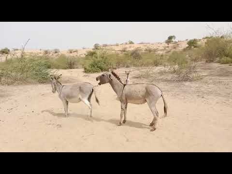 Two Donkey And 1 Samall Donkeys Enjoying