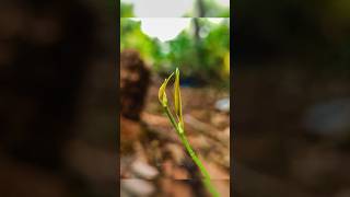 More Detail and sharpness" Creative mobile photography 🔥 Try pro mode tip 🔥 #photography #s23ultra