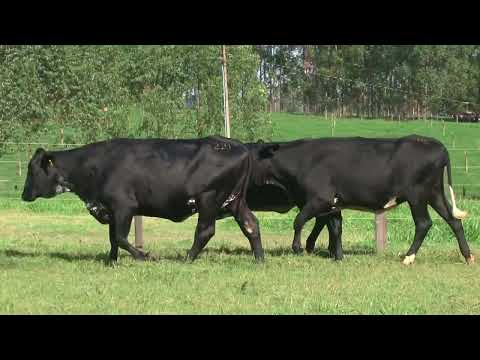 LOTE 210   21º LEILÃO SANTA LUZIA   LEITE COM RAÇA🥛🐄