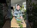 Propagate Your Bare Begonia