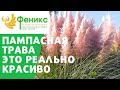 Пампасная трава - это реально красиво!