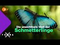 Vier Fakten über Schmetterlinge | Terra X plus
