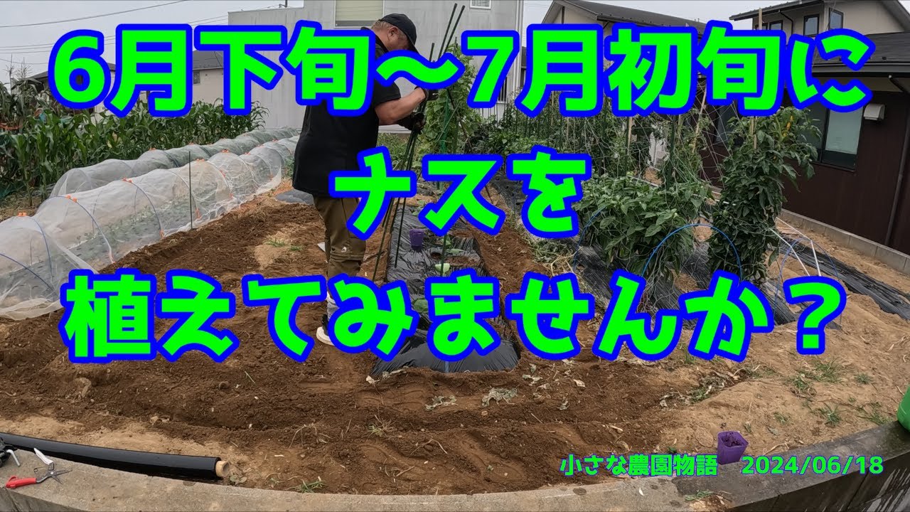 ナス】6月下旬から7月初旬にナスを植えてみませんか？ 2024/06/18