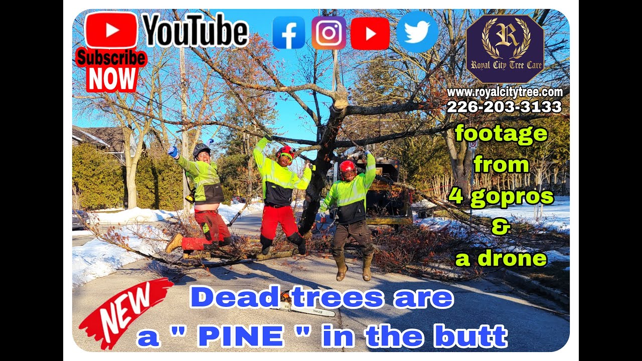 DEAD TREE REMOVAL WITH A CRANE OVER A HOUSE AND HYDRO IN GUELPH - YouTube