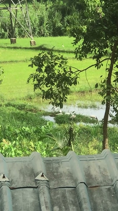 How Many Birds nature Green Field YouTube how-many-birds-nature-green-field-youtube