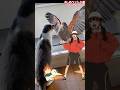 PokeDance #cat #hawk #falconry #pokemon #ポケモン #ハリスホーク #鷹匠 #鷹狩